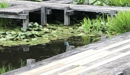 逆川緑地のカワセミ